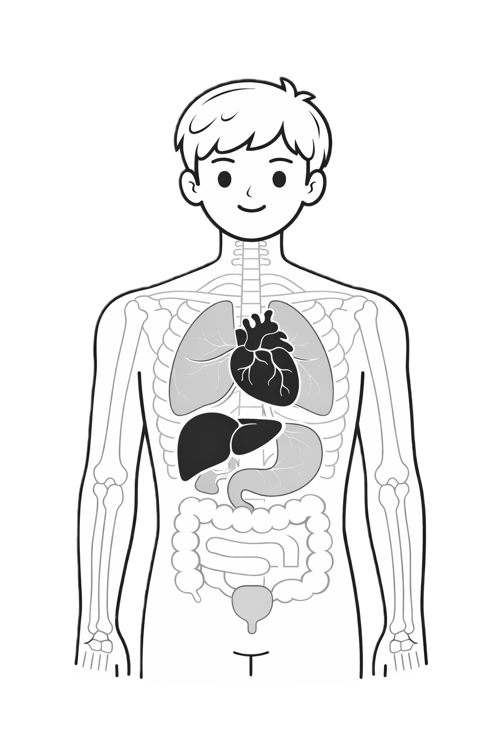 Human Body Structure Diagram
